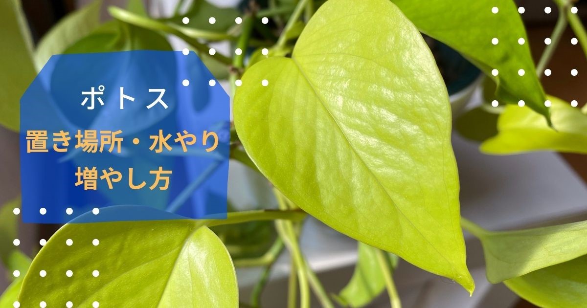 ポトスの育て方 置き場所 増やし方 レトニワ