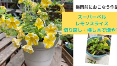 お手入れ方法 レトニワ