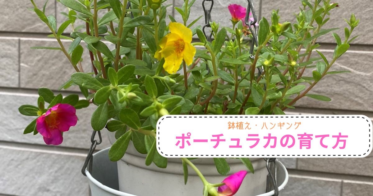 鉢植え ポーチュラカの育て方 レトニワ